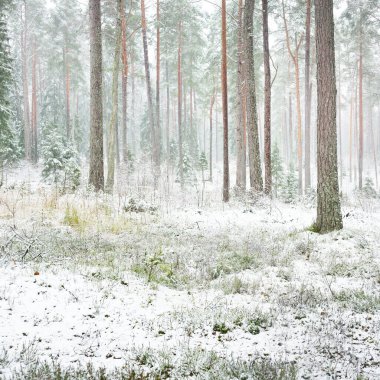 Karla kaplı çam ağacı ormanı. Kar fırtınası. Her daim yeşil olan ağaçlar. Karanlık atmosferik manzara. Idyllic kırsal kesim. Kış Harikalar Diyarı. Panoramik manzara. Saf doğa, eko-turizm.