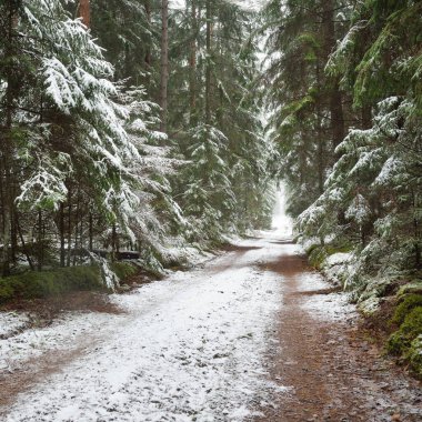 Bulutlu bir kış gününde görkemli karla kaplı Evergreen ormanında (kırsal yol, doğal tünel) yol. Güçlü çam ve çam ağaçları. Kar tepeleri, kar fırtınası. Noel tatilleri, eko-turizm