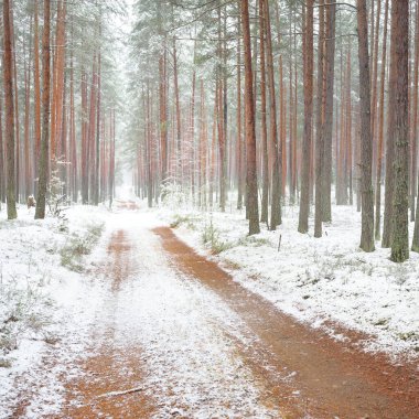 Bulutlu bir kış gününde görkemli karla kaplı Evergreen ormanında (kırsal yol, doğal tünel) yol. Güçlü çam ve çam ağaçları. Kar tepeleri, kar fırtınası. Noel tatilleri, eko-turizm
