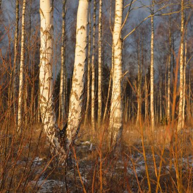 Gün batımında huş ağacı ormanı. Güçlü ağaçlar. İlk kar, kışın başında. Yumuşak güneş ışığı. Doğa, mevsimler, eko-turizm