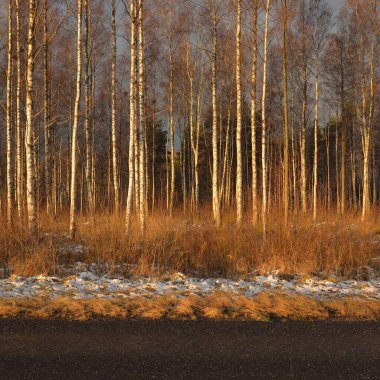 Gün batımında huş ağacı ormanı. Güçlü ağaçlar. İlk kar, kışın başında. Yumuşak güneş ışığı. Doğa, mevsimler, eko-turizm