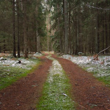 Görkemli karla kaplı Evergreen ormanının içinden geçen yol. Güçlü çam ve çam ağaçları. İlk kar, kışın başında. Doğa, mevsimler, eko-turizm