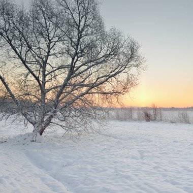 Gün doğumunda karla kaplı alanın (orman çayırı) atmosferik manzarası. Saf altın güneş ışığı. Kar tepeleri. Kış Harikalar Diyarı. Mevsimler, eko-turizm, Noel tatilleri, uzak yerler, off-road