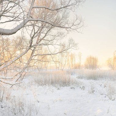 Güneş doğarken, karla kaplı, yemyeşil bir ormanın atmosferik manzarası. Saf altın güneş ışığı. Güçlü ağaçlar, ağaç kütükleri, kar tepeleri. Kış Harikalar Diyarı. Mevsimler, ekoloji, eko-turizm, Noel tatilleri