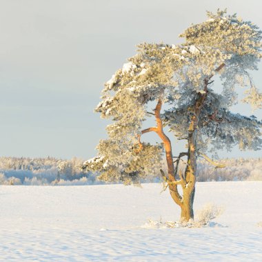 Güçlü çam ağaçları, karla kaplı tarlalar, taze karda insan izleri. Saf güneş ışığı. Kış Harikalar Diyarı. Ekoloji, eko-turizm, çevre koruma, noel tatilleri, kayak