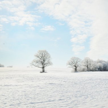 Kudretli meşe ağacı, karla kaplı tarla, taze karda insan izleri. Orman çayırı. Saf güneş ışığı. Kış Harikalar Diyarı. Ekoloji, eko turizm, çevre koruma, noel tatilleri, kayak