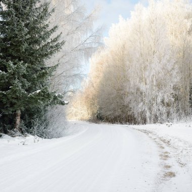 Güneşli bir günde karla kaplı orman parkına giden yol. Güçlü yeşil ağaçlar, don, yumuşak güneş ışığı. Kış Harikalar Diyarı. Idyllic manzara. Noel tatilleri, eko turizm, yürüyüş, kayak temaları