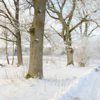 Kırsal alanda, karla kaplı tarlaların içinden geçen köy yolu. Arabadan görüntü. Kar sürükleniyor. Avrupa. Doğa, Noel tatilleri, uzak yerler, kış lastikleri, tehlikeli sürüş konsepti