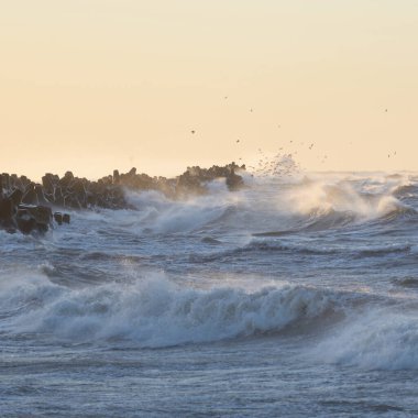 Gün batımında Baltık kıyısı. Yumuşak altın güneş ışığı, parlayan gökyüzü, dalgalar. Idyllic deniz manzarası. Seyahat yerleri, eko turizm, doğa, hava durumu, iklim değişikliği. Resimli panoramik manzara