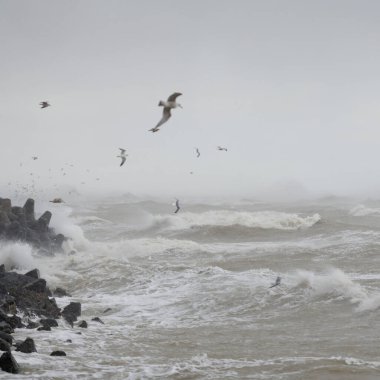 Sis içindeki Baltık Denizi. Dalgalar, su sıçratma, fırtına. Dalgalar, uçan martılar. Resimli panoramik monokrom manzarası, deniz manzarası. Doğa, çevre, sert hava, tehlike
