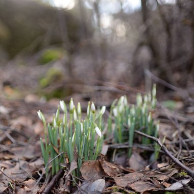 Ormanda küçük kır çiçekleri (Galanthus). Çiçek tomurcuğu. Kış sıcağı, Avrupa 'nın ilkbaharı. Saflığın, huzurun, sevincin sembolü. Başlangıç olarak, Paskalya konsepti. Doğa, çevre, ekoloji