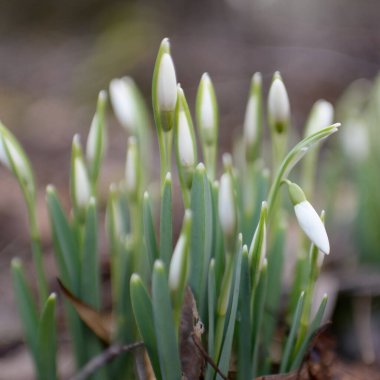 Ormanda küçük kır çiçekleri (Galanthus). Çiçek tomurcuğu. Kış sıcağı, Avrupa 'nın ilkbaharı. Saflığın, huzurun, sevincin sembolü. Başlangıç olarak, Paskalya konsepti. Doğa, çevre, ekoloji
