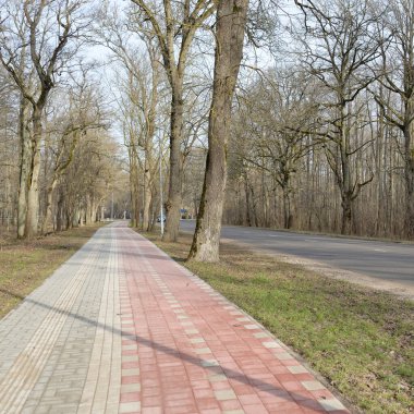Orman parkında modern virajlı yaya yolu ve bisiklet yolu. Baharın başında. Güçlü ağaçlar, kuru altın yapraklar. Doğa, ekoloji, eğlence, kuzey yürüyüşü, bisiklet, yürüyüş, eko-turizm