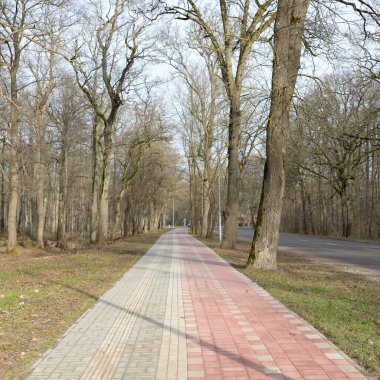 Orman parkında modern virajlı yaya yolu ve bisiklet yolu. Baharın başında. Güçlü ağaçlar, kuru altın yapraklar. Doğa, ekoloji, eğlence, kuzey yürüyüşü, bisiklet, yürüyüş, eko-turizm