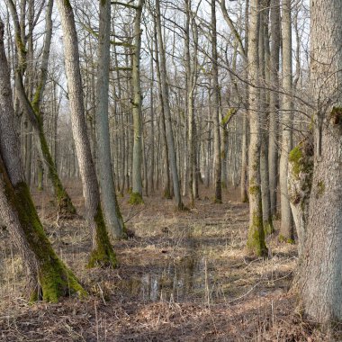 Orman parkına giden yol. Sonbahar renkleri, yumuşak güneş ışığı. Güçlü ağaçlar, kuru bitkiler, yosun, altın yapraklar. Baharın başında. Atmosferik manzara. Doğa, çevre. Panoramik görünüm