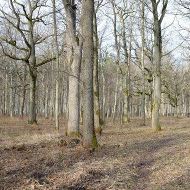 Orman parkına giden yol. Sonbahar renkleri, yumuşak güneş ışığı. Güçlü ağaçlar, kuru bitkiler, yosun, altın yapraklar. Baharın başında. Atmosferik manzara. Doğa, çevre. Panoramik görünüm