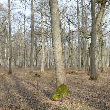 Orman parkına giden yol. Sonbahar renkleri, yumuşak güneş ışığı. Güçlü ağaçlar, kuru bitkiler, yosun, altın yapraklar. Baharın başında. Atmosferik manzara. Doğa, çevre. Panoramik görünüm
