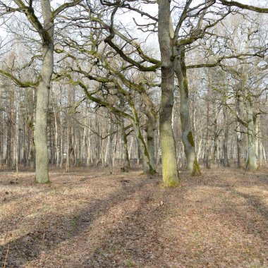 Orman parkına giden yol. Sonbahar renkleri, yumuşak güneş ışığı. Güçlü ağaçlar, kuru bitkiler, yosun, altın yapraklar. Baharın başında. Atmosferik manzara. Doğa, çevre. Panoramik görünüm