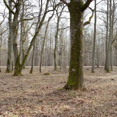 Orman parkına giden yol. Sonbahar renkleri, yumuşak güneş ışığı. Güçlü ağaçlar, kuru bitkiler, yosun, altın yapraklar. Baharın başında. Atmosferik manzara. Doğa, çevre. Panoramik görünüm