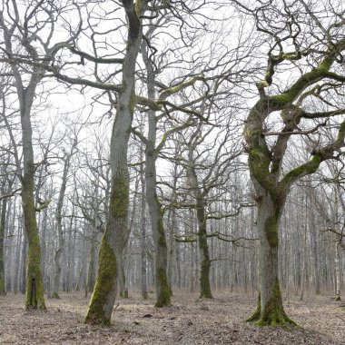 Orman parkına giden yol. Sonbahar renkleri, yumuşak güneş ışığı. Güçlü ağaçlar, kuru bitkiler, yosun, altın yapraklar. Baharın başında. Atmosferik manzara. Doğa, çevre. Panoramik görünüm