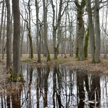 Orman parkına giden yol. Sonbahar renkleri, yumuşak güneş ışığı. Güçlü ağaçlar, kuru bitkiler, yosun, altın yapraklar. Baharın başında. Atmosferik manzara. Doğa, çevre. Panoramik görünüm