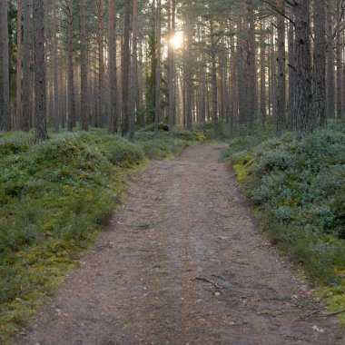 Görkemli Evergreen Ormanı 'ndan geçen yol. Güçlü çam ve çam ağaçları. Yumuşak günbatımı ışığı. Baharın başında. Saf doğa. Ekoloji, doğa yürüyüşü, sağlıklı yaşam tarzı kavramları