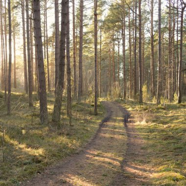 Görkemli Evergreen Ormanı 'ndan geçen yol. Güçlü çam ve çam ağaçları. Yumuşak günbatımı ışığı. Baharın başında. Saf doğa. Ekoloji, doğa yürüyüşü, sağlıklı yaşam tarzı kavramları