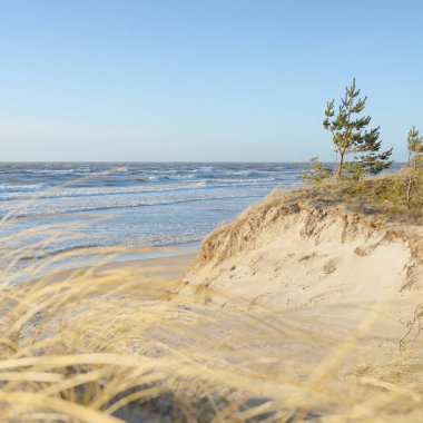 Fırtınadan sonra Baltık Denizi. Kum tepeleri, altın kum tepecikleri, yemyeşil çam ormanı. Resimli manzara, deniz manzarası, doğa. Panoramik manzara. Ekoloji, eko turizm, yürüyüş kavramları