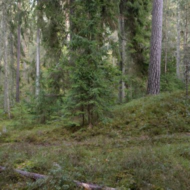 Görkemli Evergreen Ormanı. Güçlü çam ve çam ağaçları, yosun, eğrelti otu, bitkiler. Yumuşak güneş ışığı. Baharın başında. Saf doğa. Ekoloji, yürüyüş, temiz hava, sağlıklı yaşam tarzı kavramları.