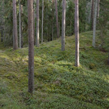 Görkemli Evergreen Ormanı. Güçlü çam ve çam ağaçları, yosun, eğrelti otu, bitkiler. Yumuşak güneş ışığı. Baharın başında. Saf doğa. Ekoloji, yürüyüş, temiz hava, sağlıklı yaşam tarzı kavramları.