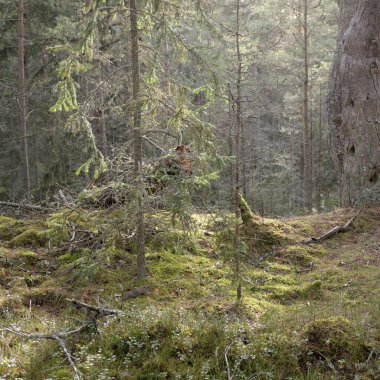 Görkemli Evergreen Ormanı. Güçlü çam ve çam ağaçları, yosun, eğrelti otu, bitkiler. Yumuşak güneş ışığı. Baharın başında. Saf doğa. Ekoloji, yürüyüş, temiz hava, sağlıklı yaşam tarzı kavramları.