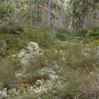 Görkemli Evergreen Ormanı. Güçlü çam ve çam ağaçları, yosun, eğrelti otu, bitkiler. Yumuşak güneş ışığı. Baharın başında. Saf doğa. Ekoloji, yürüyüş, temiz hava, sağlıklı yaşam tarzı kavramları.