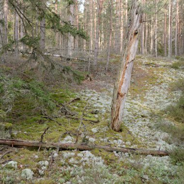 Görkemli Evergreen Ormanı. Güçlü çam ve çam ağaçları, yosun, eğrelti otu, bitkiler. Yumuşak güneş ışığı. Baharın başında. Saf doğa. Ekoloji, yürüyüş, temiz hava, sağlıklı yaşam tarzı kavramları.