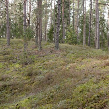 Görkemli Evergreen Ormanı. Güçlü çam ve çam ağaçları, yosun, eğrelti otu, bitkiler. Yumuşak güneş ışığı. Baharın başında. Saf doğa. Ekoloji, yürüyüş, temiz hava, sağlıklı yaşam tarzı kavramları.