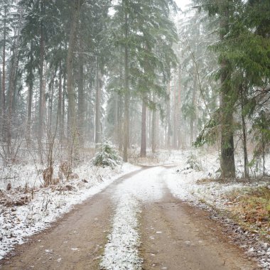 Bulutlu bir kış gününde görkemli karla kaplı Evergreen ormanında (kırsal yol, doğal tünel) yol. Güçlü çam ve çam ağaçları. Kar tepeleri, kar fırtınası. Noel tatilleri, eko-turizm