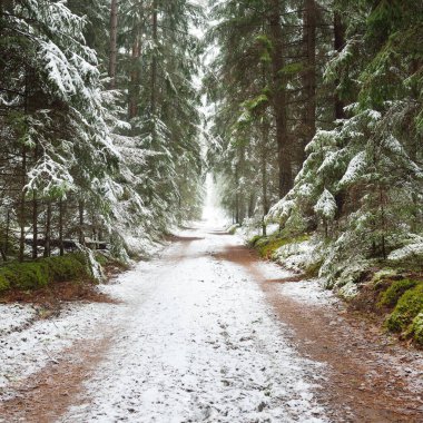 Bulutlu bir kış gününde görkemli karla kaplı Evergreen ormanında (kırsal yol, doğal tünel) yol. Güçlü çam ve çam ağaçları. Kar tepeleri, kar fırtınası. Noel tatilleri, eko-turizm