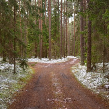 Görkemli karla kaplı Evergreen ormanının içinden geçen yol. Güçlü çam ve çam ağaçları. İlk kar, kışın başında. Doğa, mevsimler, eko-turizm