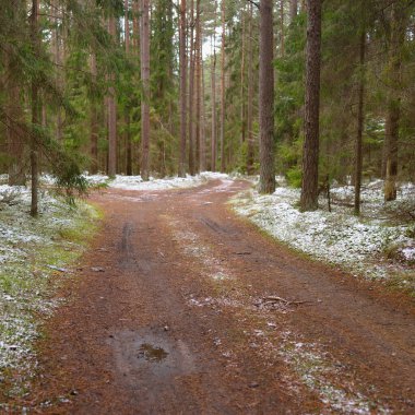 Görkemli karla kaplı Evergreen ormanının içinden geçen yol. Güçlü çam ve çam ağaçları. İlk kar, kışın başında. Doğa, mevsimler, eko-turizm