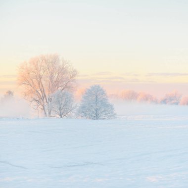 Gün doğumunda karla kaplı alanın (orman çayırı) atmosferik manzarası. Saf altın güneş ışığı. Kar tepeleri. Kış Harikalar Diyarı. Mevsimler, eko-turizm, Noel tatilleri, uzak yerler, off-road
