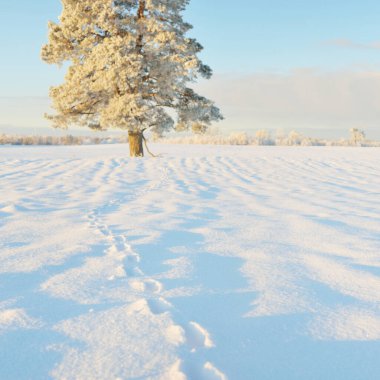 Güçlü çam ağaçları, karla kaplı tarlalar, taze karda insan izleri. Saf güneş ışığı. Kış Harikalar Diyarı. Ekoloji, eko-turizm, çevre koruma, noel tatilleri, kayak