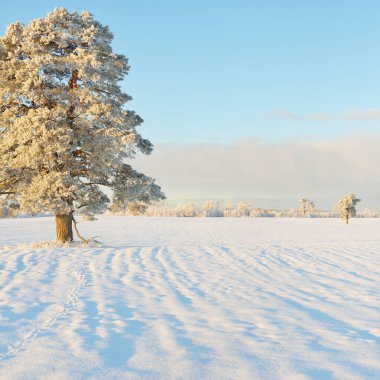 Güçlü çam ağaçları, karla kaplı tarlalar, taze karda insan izleri. Saf güneş ışığı. Kış Harikalar Diyarı. Ekoloji, eko-turizm, çevre koruma, noel tatilleri, kayak