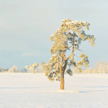 Güçlü çam ağaçları, karla kaplı tarlalar, taze karda insan izleri. Saf güneş ışığı. Kış Harikalar Diyarı. Ekoloji, eko-turizm, çevre koruma, noel tatilleri, kayak