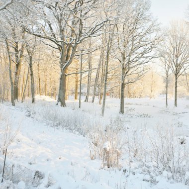 Gün doğumunda karla kaplı orman. Aşırı gelişmiş tepeler ve donmuş nehir. Güçlü ağaçlar. Saf altın güneş ışığı. Kış Harikalar Diyarı. Mevsimler, ekoloji, eko-turizm, Noel tatilleri