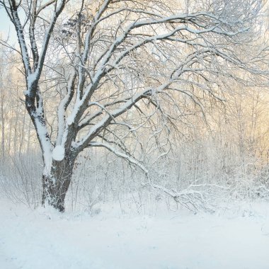 Karla kaplı ağaçlar, buzullar. Orman çayırı. Saf güneş ışığı, açık mavi gökyüzü. Kış Harikalar Diyarı. Ekoloji, eko turizm, çevre koruma