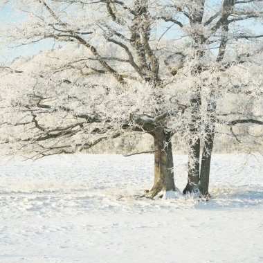 Ulu meşe ağacı. Orman çayırı. Saf güneş ışığı, açık mavi gökyüzü. Kış Harikalar Diyarı. Ekoloji, eko turizm, çevre koruma, noel tatilleri, kayak