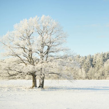 Kudretli meşe ağacı, karla kaplı tarla, taze karda insan izleri. Orman çayırı. Saf güneş ışığı. Kış Harikalar Diyarı. Ekoloji, eko turizm, çevre koruma, noel tatilleri, kayak
