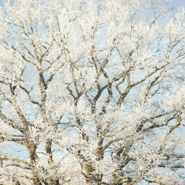 Ulu meşe ağacı. Orman çayırı. Saf güneş ışığı, açık mavi gökyüzü. Kış Harikalar Diyarı. Ekoloji, eko turizm, çevre koruma, noel tatilleri, kayak