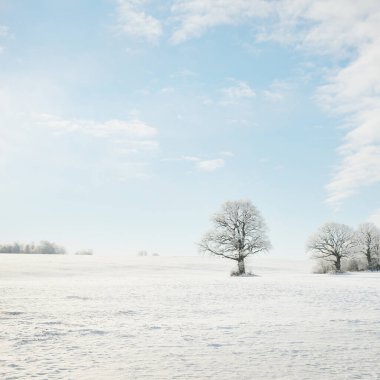 Kudretli meşe ağacı, karla kaplı tarla, taze karda insan izleri. Orman çayırı. Saf güneş ışığı. Kış Harikalar Diyarı. Ekoloji, eko turizm, çevre koruma, noel tatilleri, kayak