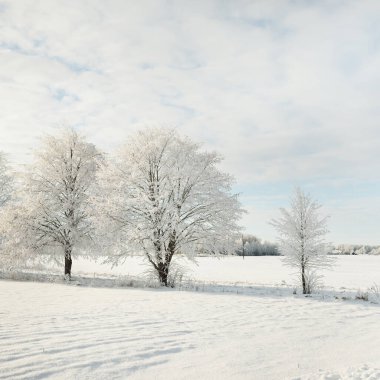 Karla kaplı ağaçlar. Saf güneş ışığı, açık mavi gökyüzü. Kış Harikalar Diyarı. Ekoloji, eko turizm, çevre koruma, Noel tatilleri