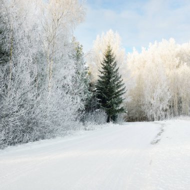 Güneşli bir günde karla kaplı orman parkına giden yol. Güçlü yeşil ağaçlar, don, yumuşak güneş ışığı. Kış Harikalar Diyarı. Idyllic manzara. Noel tatilleri, eko turizm, yürüyüş, kayak temaları